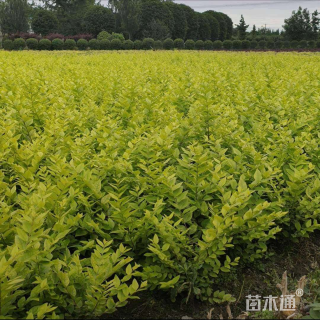 高度50厘米金叶女贞