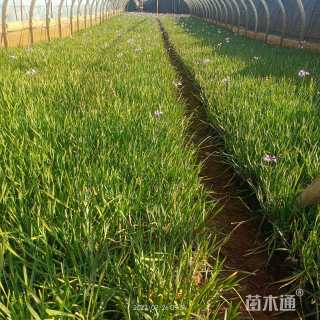 高度20厘米紫娇花