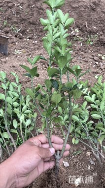 高度50厘米大叶黄杨