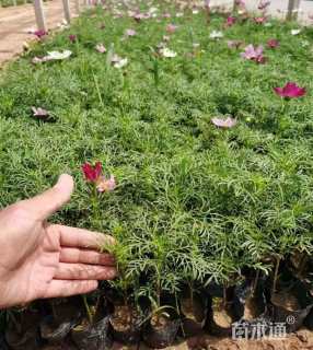 高度15厘米波斯菊