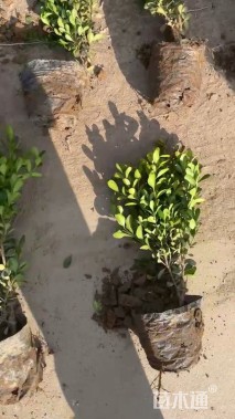 高度30厘米小叶黄杨