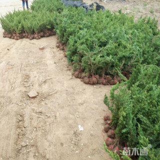 高度30厘米铺地柏