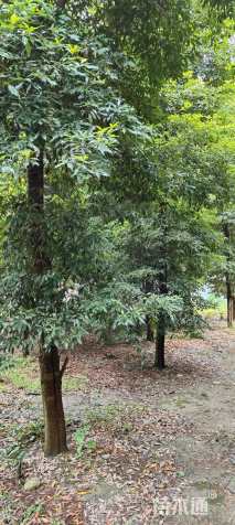 12公分桢楠
