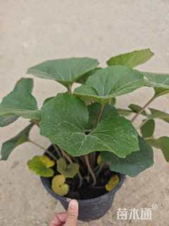 高度25厘米大吴风草