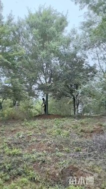 18公分榔榆