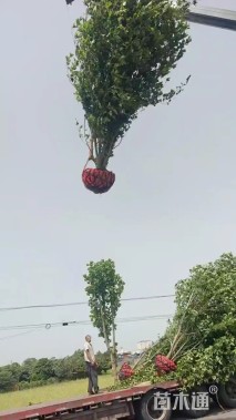 高度500厘米丛生紫玉兰