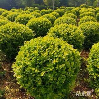 冠幅80厘米金叶女贞球