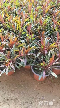 高度10厘米山桃草