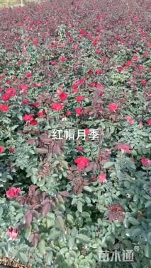 高度50厘米红帽月季