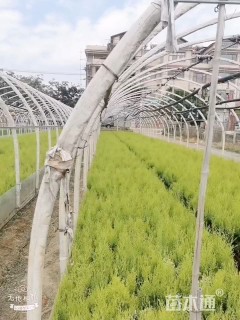 高度40厘米洒金柏