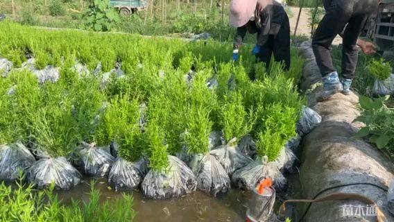 高度30厘米纸莎草