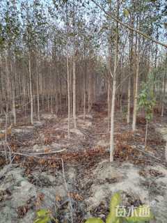 17公分乐昌含笑