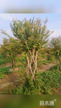 30公分造型紫薇