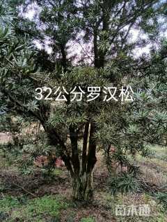 25公分罗汉松