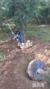 12公分大叶女贞