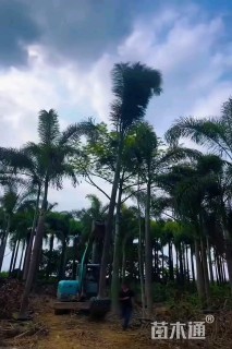 裸干高100厘米狐尾椰