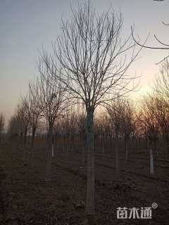 12公分金叶白蜡