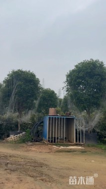 高度400厘米嘉宝果