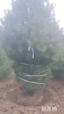 高度500厘米白皮松