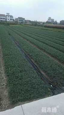 高度10厘米玉龙草