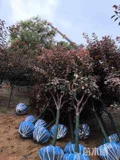 高度260厘米红叶榆叶梅