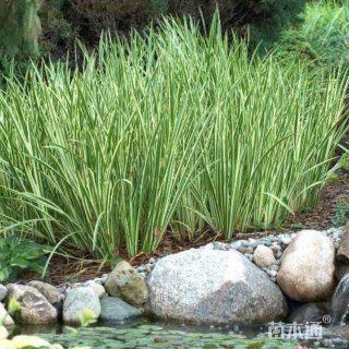 高度60厘米花叶菖蒲