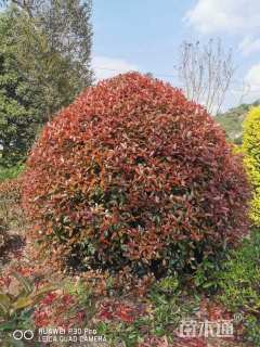 冠幅220厘米红叶石楠球