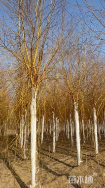 15公分金丝垂柳