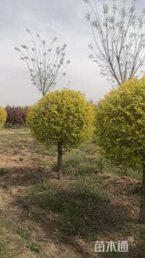 冠幅100厘米金叶榆球