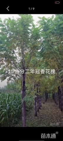 16公分香花槐