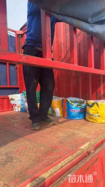 高度30厘米石竹