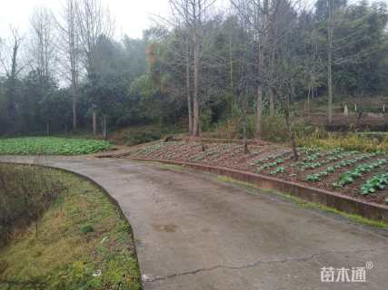 40公分银杏