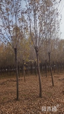 10公分白蜡
