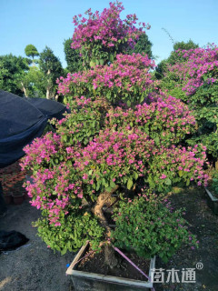 高度30厘米三角梅