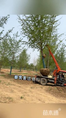 40公分银杏