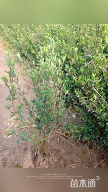 高度50厘米六月雪