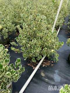 锦叶三角榕、奶油心叶榕、花叶心形榕