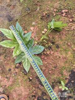 高度25厘米八角金盘小苗