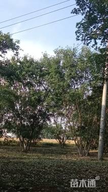 高度810厘米丛生五角枫