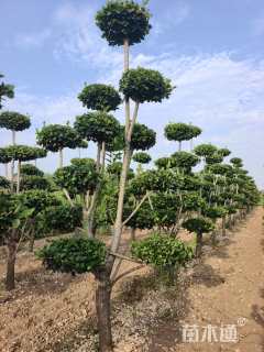 高度250厘米卫矛