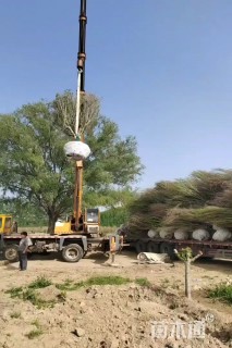 高度350厘米木槿