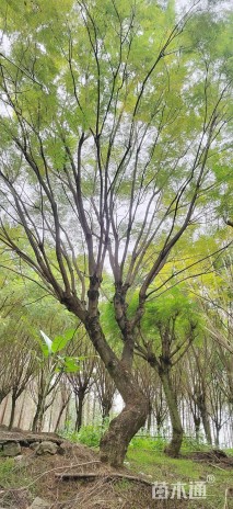 36公分蓝花楹