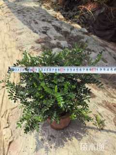 高度30厘米胡椒木