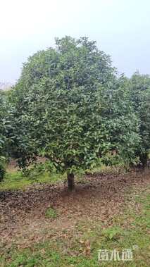 17公分桂花