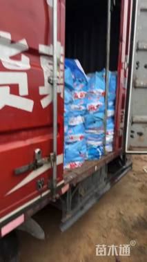 高度20厘米金叶满天星