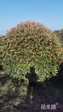 冠幅100厘米红叶石楠球