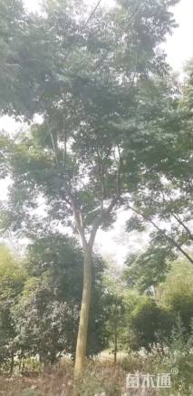 20公分青钱柳