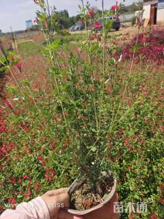 高度40厘米鼠尾草