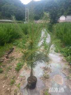 高度60厘米油松