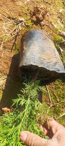 高度60厘米洒金柏